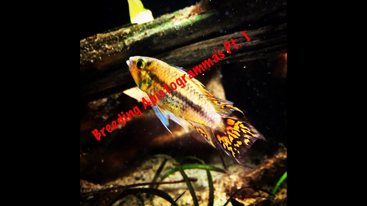 Pt. 1 How to Breed Apistogramma's: The Tank, The Pair, and Preparation!