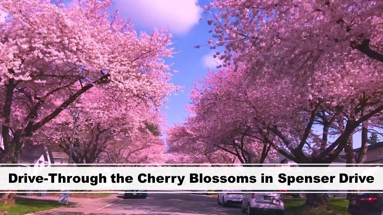 Drive-Through the Cherry Blossoms in Spenser Drive | Fleetwood, Surrey, British Columbia, Canada