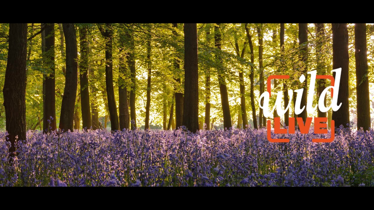 Wild LIVE: Tackling the twin threats of the nature and climate crisis