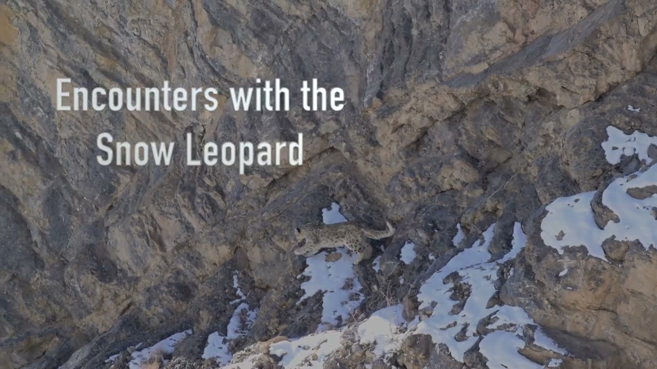 Epic Encounter with King Male Snow Leopard | Himalayan Wildlife Sanctuary of India!