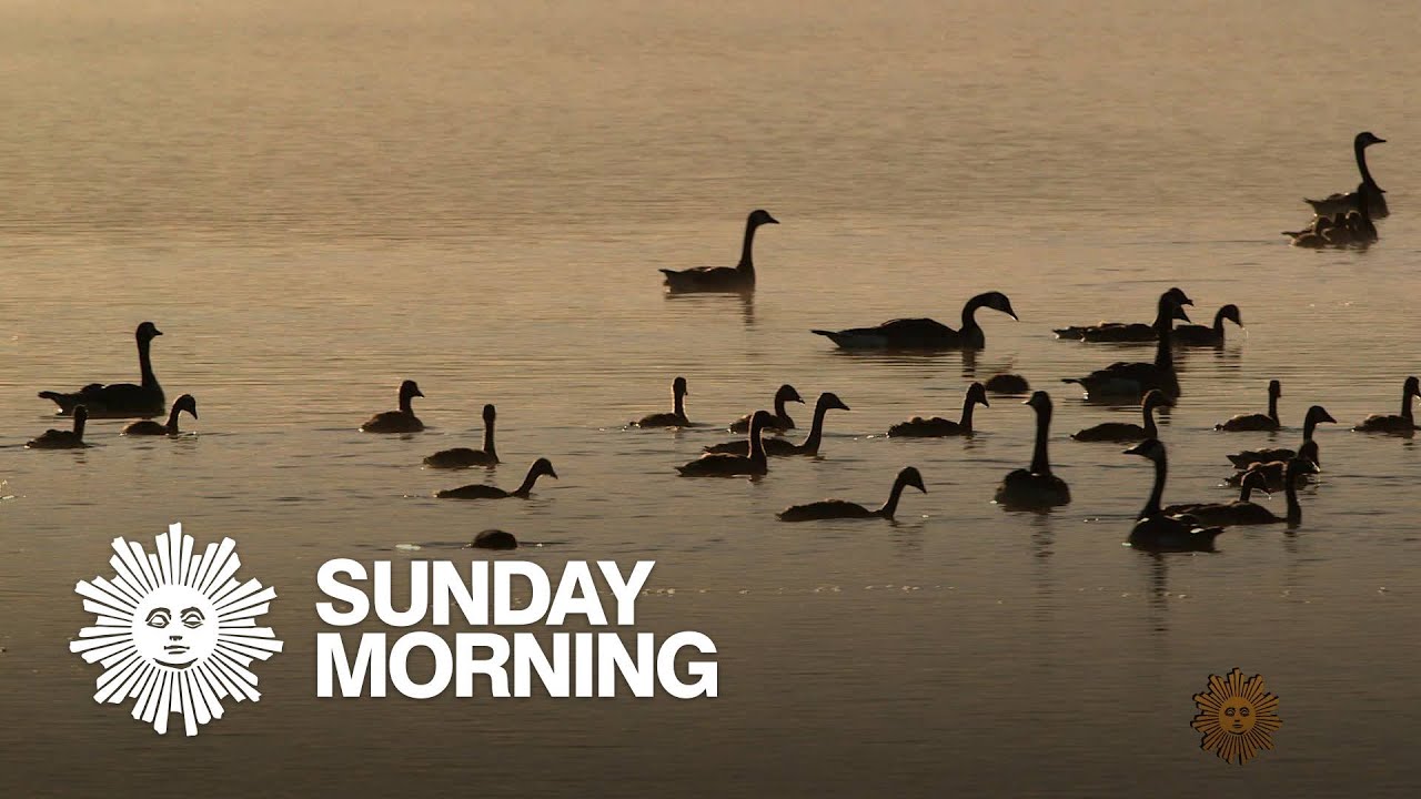 Nature: Birds in Montana