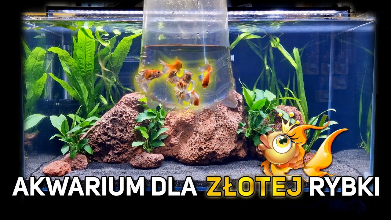 Zakładamy Akwarium dla Złotej Rybki i testujemy filtry zewnętrzne Tetra EX Plus