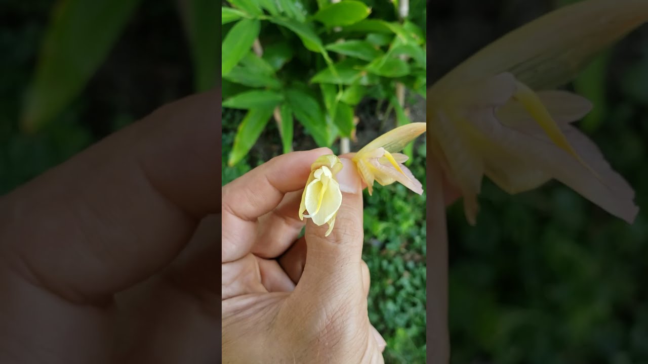 Zingiber mioga and 'Crug's Zing' #growingginger #gingerplant #myouga #hardyginger #coldhardyginger