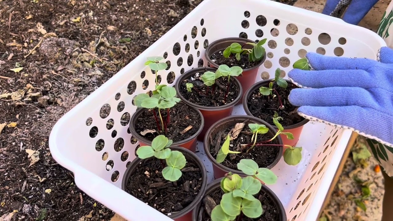 How to plant Hibiscus Roselle