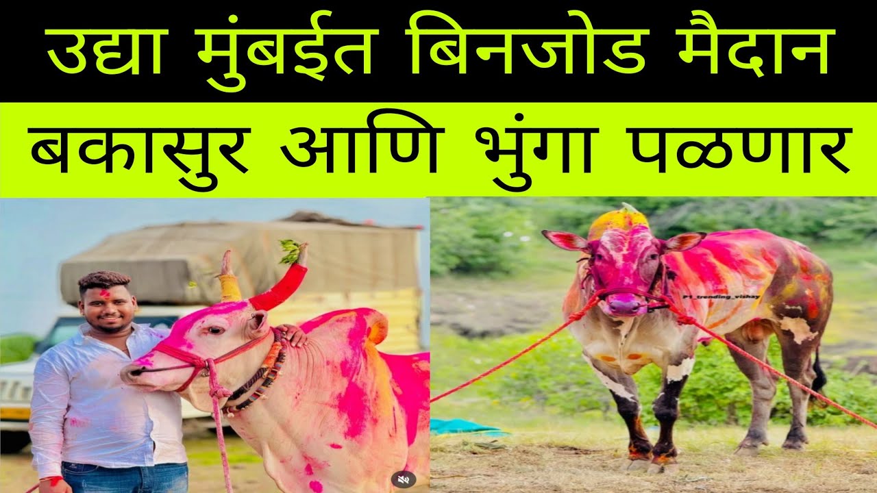 उद्या मुंबईत सर्वात मोठे बिनजोड मैदान बकासुर आणि भुंगा लवकरच एकत्र पळणार 