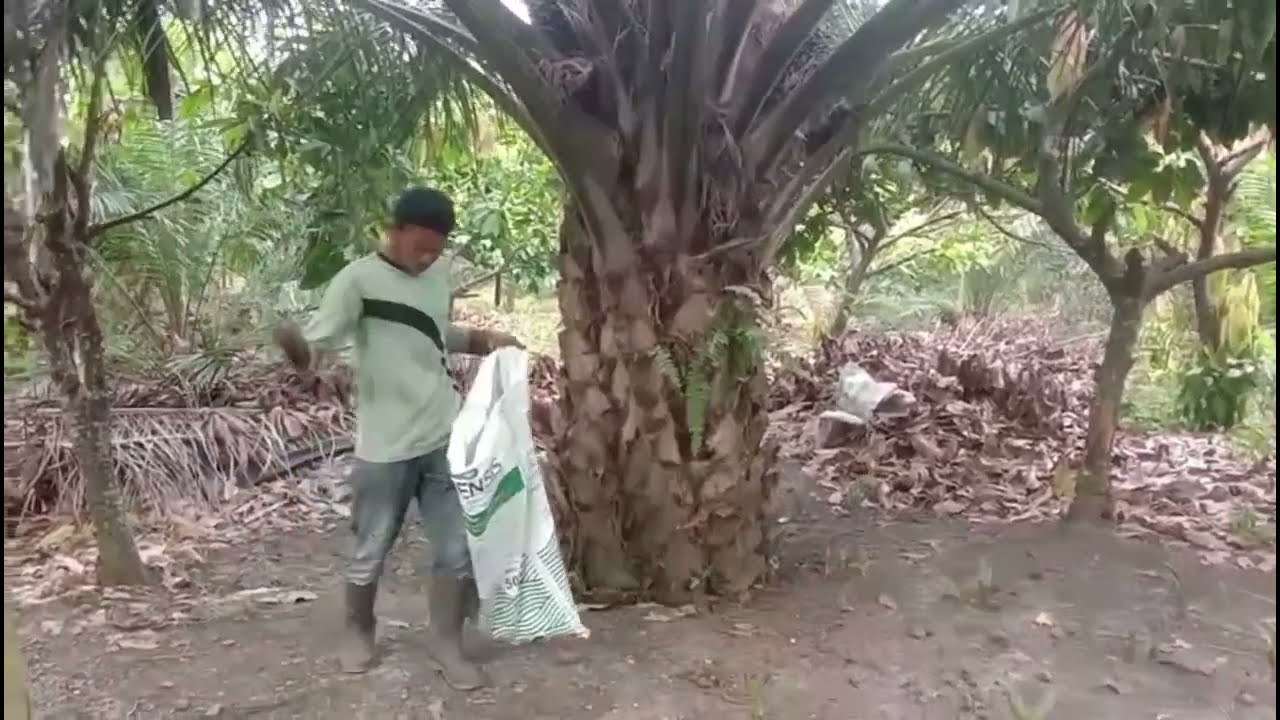 Tanah Menjadi Subur..!? Gunakan Pupuk Hayati Bioneensis di Kelapa sawit