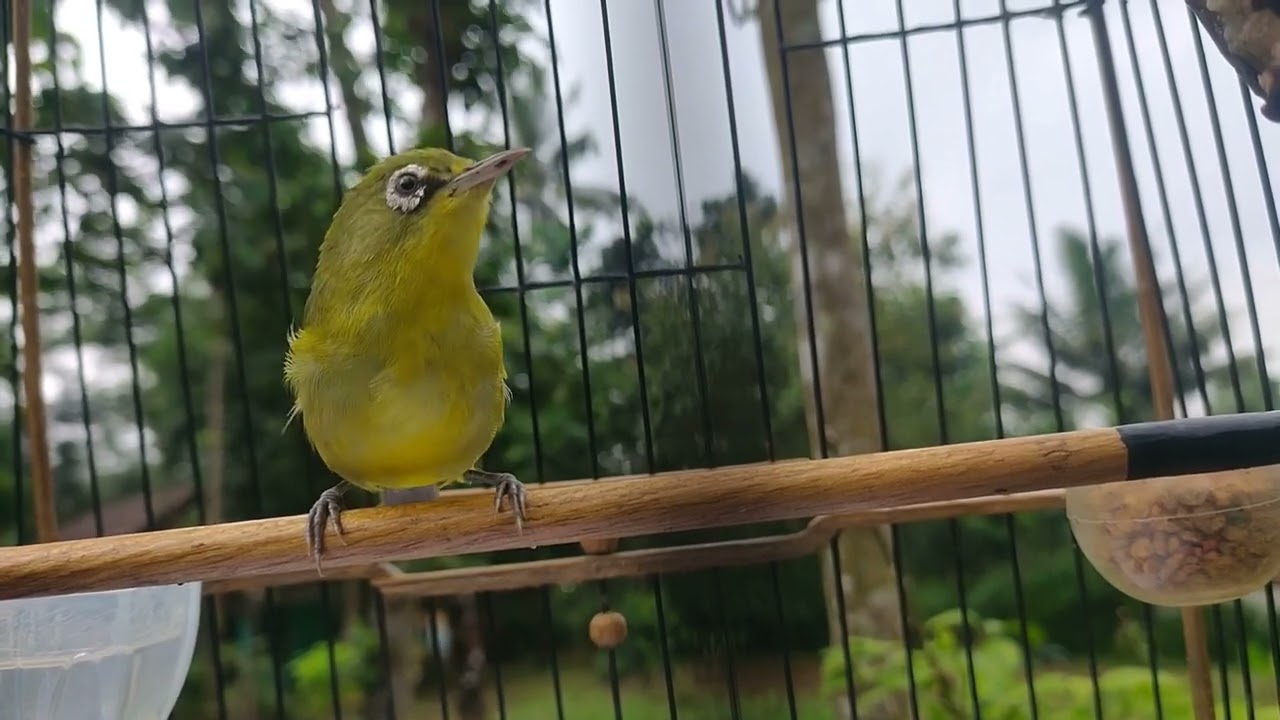PLECI LANGKA KARIMUN JAWA MAPUT BELAJAR NGRIWIK