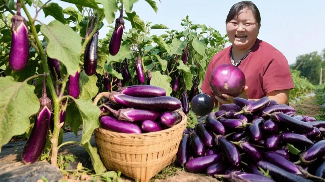 【陕北霞姐】女儿想吃面，霞姐地里摘茄子做拌面，女儿直夸妈妈做的猛香了！