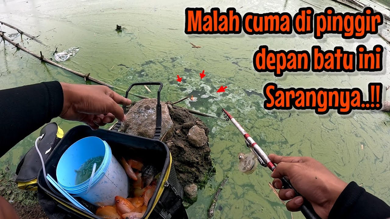 YANG SELALU NGELUH BONCOS SILAHKAN MAIN KE SPOT INI ‼️ PASTI PANEN || Mancing red devil NAHOL MANIA