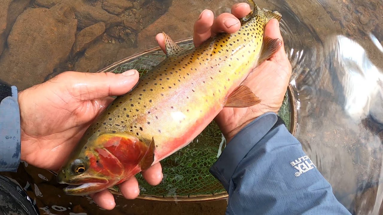 Dry Fly Fishing:  Rocky Mountain National Park for Greenback Cutthroat Trout, Oct 2020
