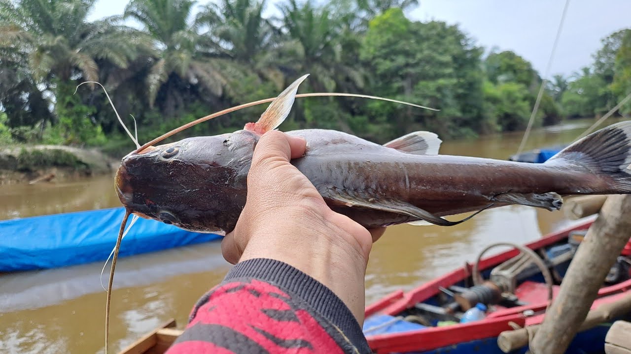 MANCING BAUNG PAKAI UMPAN KUCUR WANGI HASIL NYA MELIMPAH
