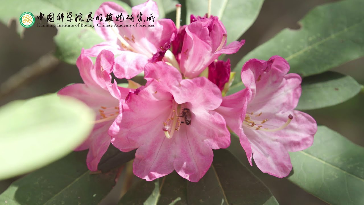 Introduction to Kunming Institute of Botany, Chinese Academy of Sciences