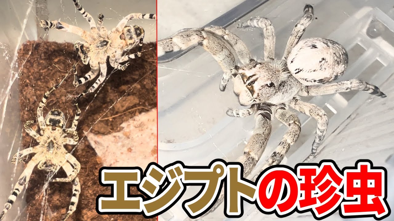 集団生活ができる特殊なクモを多頭飼育します
