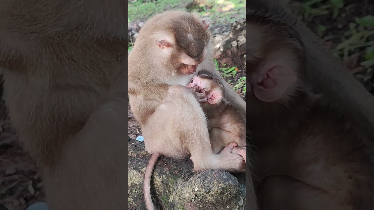 very lovely LEXI baby so nice face😘💐VN8 #monkeys #viral #animals #shortsvideo #monkey #youtube
