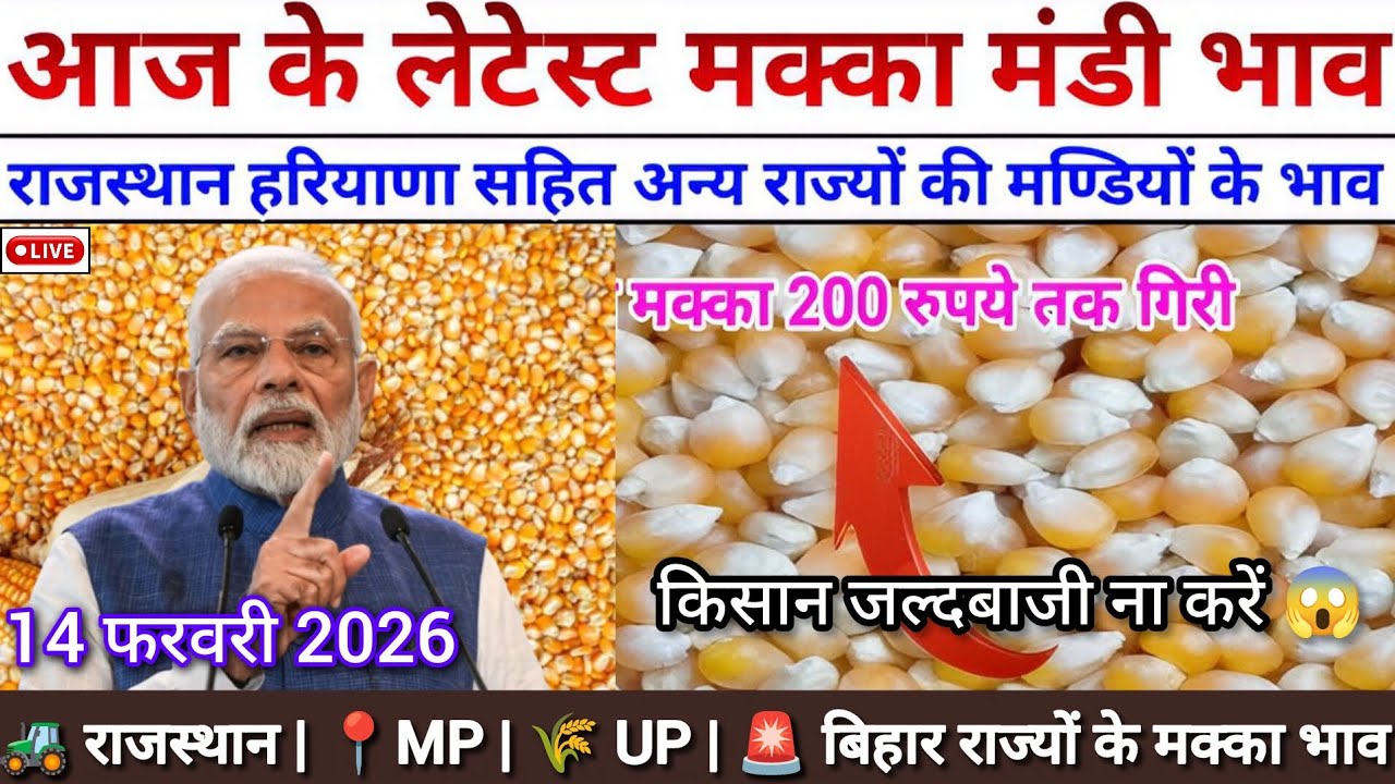 🌽 मक्का मंडी भाव आज 14 फरवरी 2026 | राजस्थान| 🌾MP | 🚜 UP | 📍बिहार राज्यों के मक्का भाव 14 फरवरी 2026