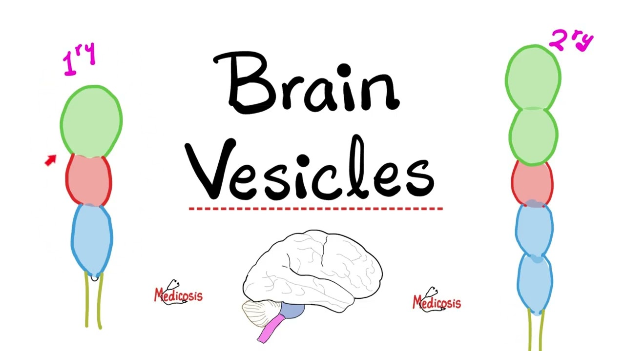 Brain Vesicles - Brain Development - Primary vs. Secondary Vesicles - Neuroanatomy and Embryology