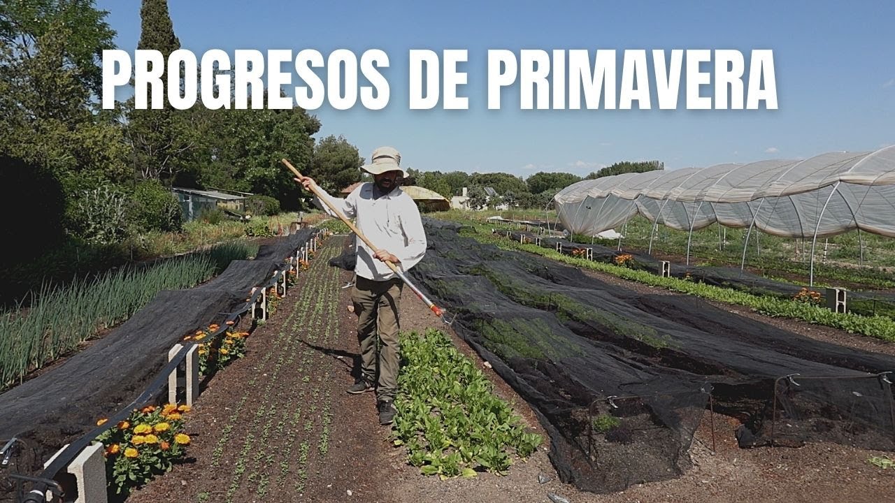 Progresos de primavera | Albahaca, cilantro, cebolla de verdeo y gozando con la huerta