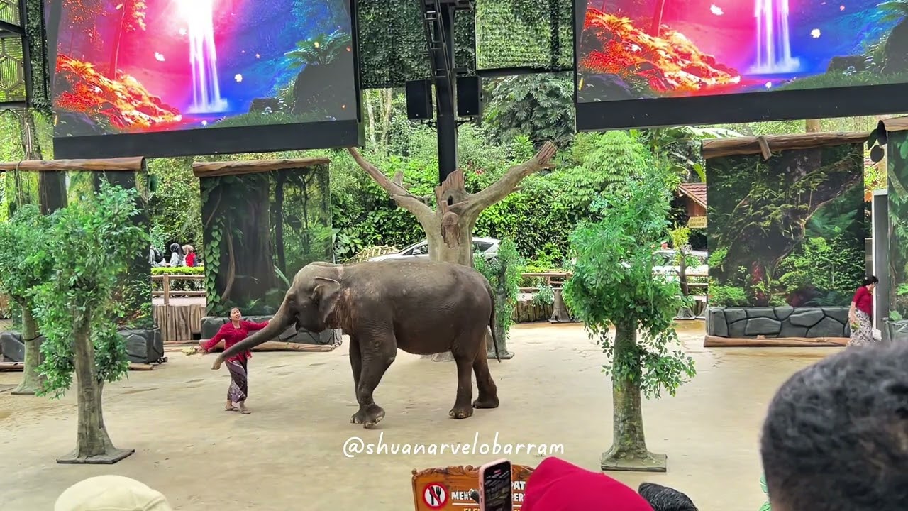 PERTUNJUKAN GAJAH DI TAMAN SAFARI 2026