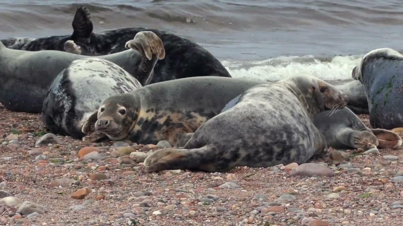 Some more seals 24 July 2025