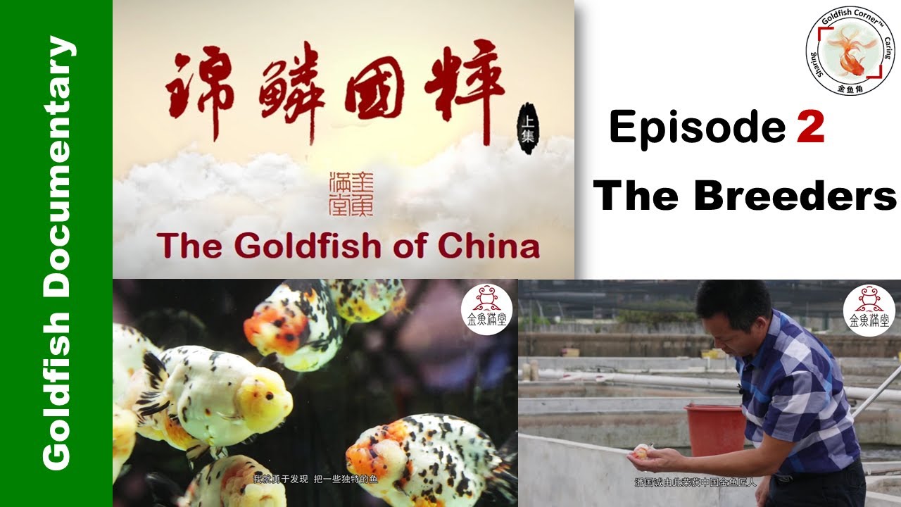 Goldfish of China 2 “The Breeders