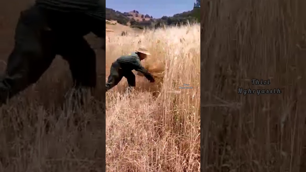 الحصاد التقليدي& بنون النسوة من المعروف ان الحصاد بالمنجل ,من اصعب الاعمال .. الخير تبارك الله الكمح