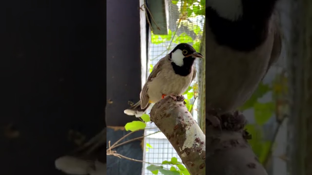 Iraqi Bulbul | White-Eared Bulbul | Aviary Birds