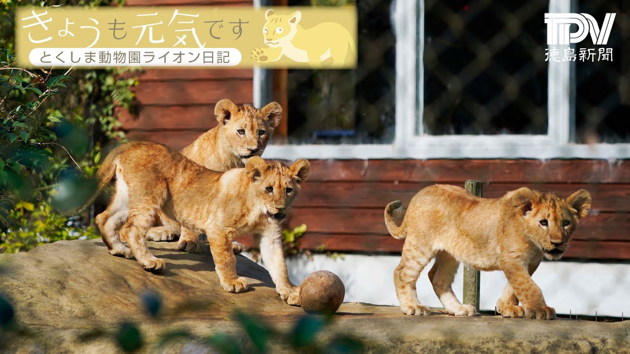 とくしま動物園ライオン日記【2022/11/30】