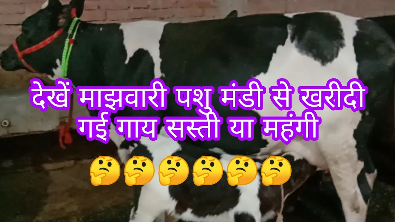 Majhwari Pashu Mandi, Buxar।। मंडी से खरीदी गई गाय सस्ती या महंगी।। को खरीदा गया है।।