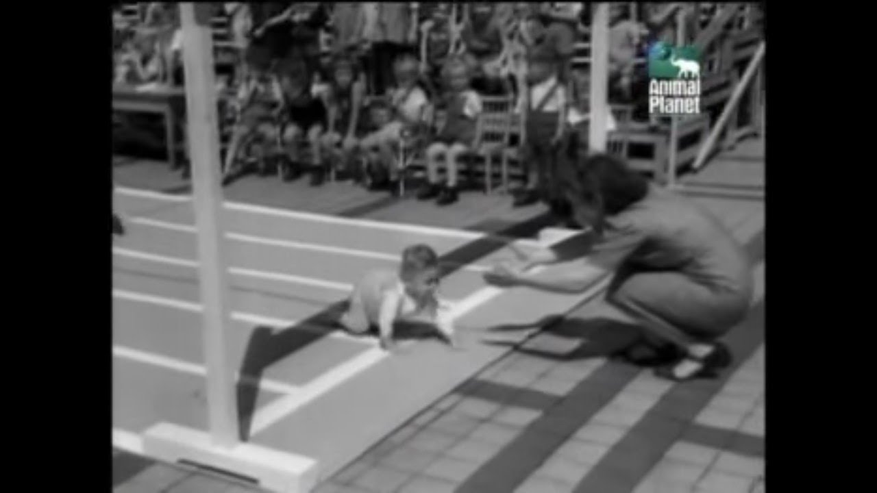 Animal Planet al Extremo | T3:E3 | 