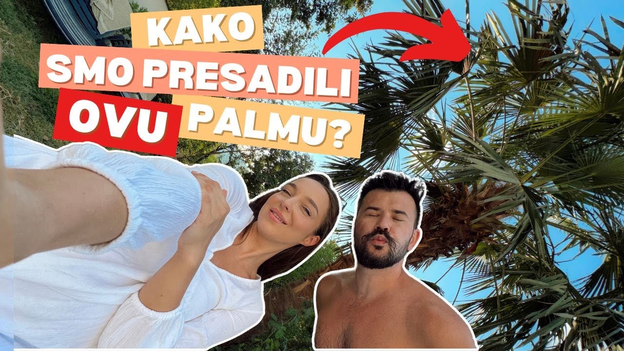 Gradnja kuće - Pt. 19 - Kako smo presadili OGROMNU palmu?