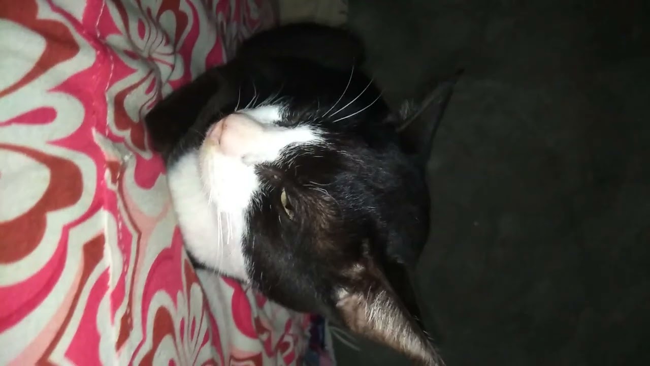 My very picky eater and clingy cat🐈