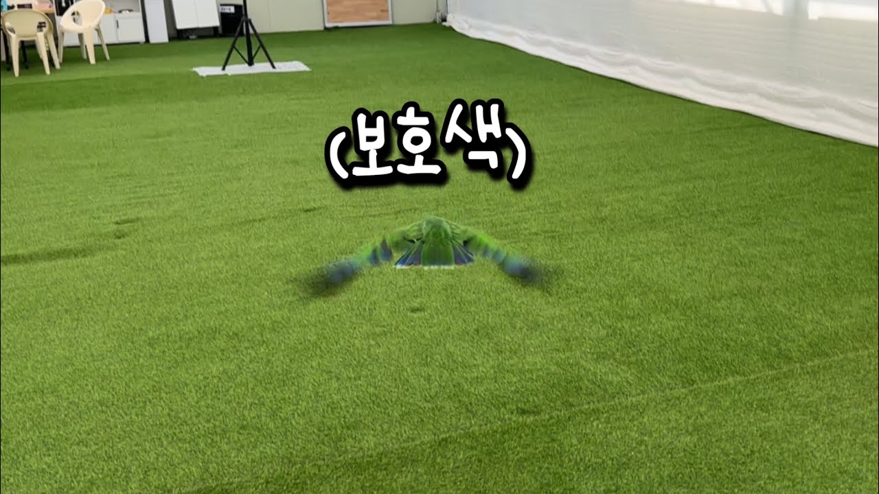 [지구젤리/리뷰] 초록색 앵무새는 안보이는 인조잔디가 있는 용인 대관 운동장!