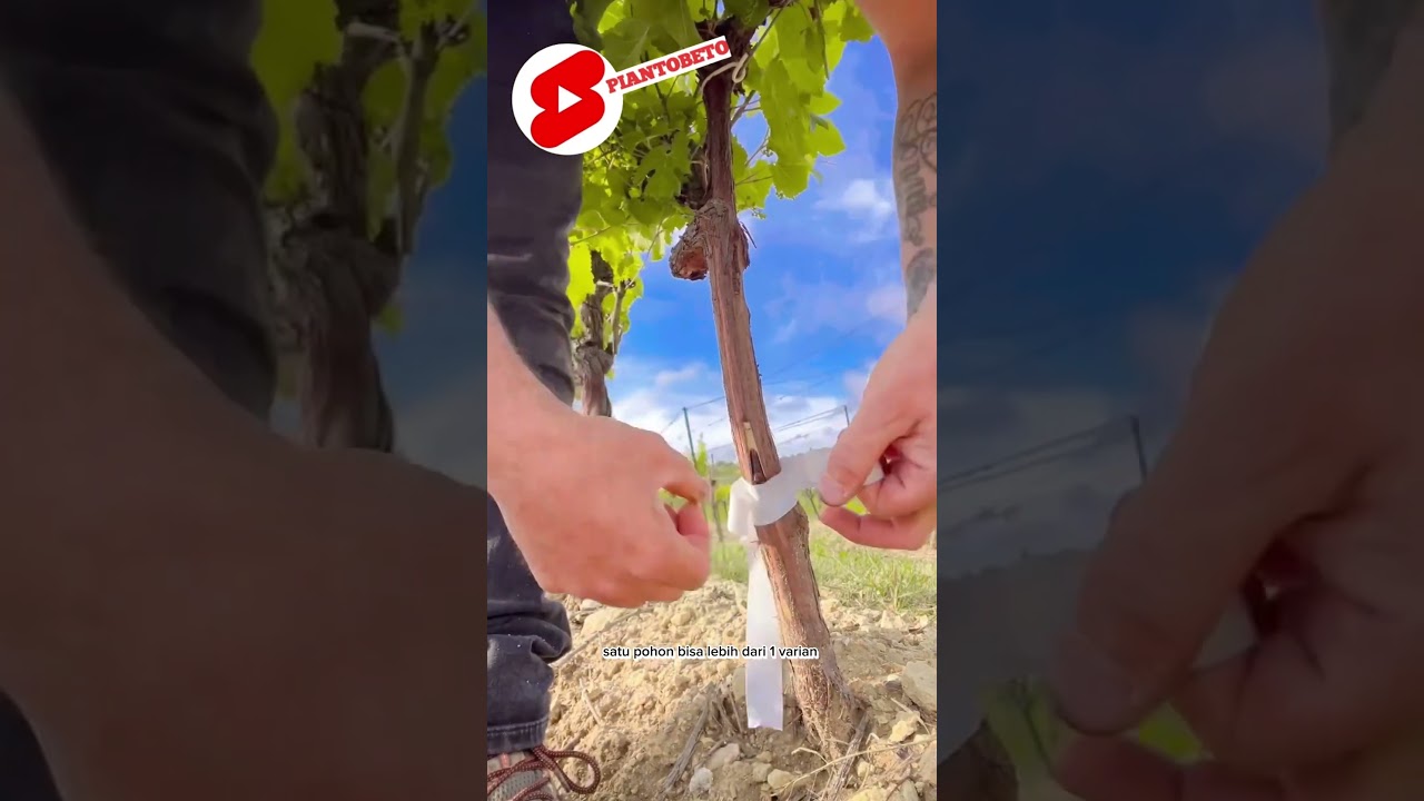 ✅️ Cara sambung sisip pohon 🍇anggur yang asem jadi manis, lokal jadi import #grape  #anggur #shorts