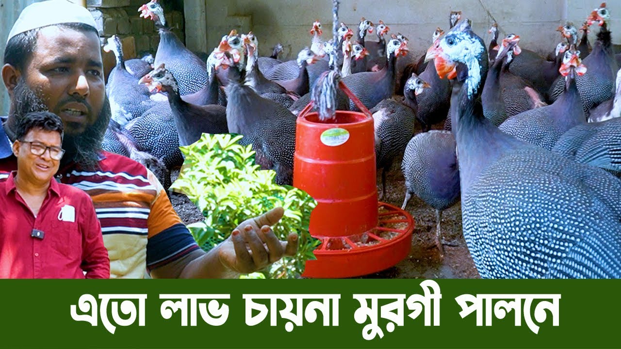 তিতির মুরগির খামার করে ব্যাপক সফলতা | তিতির পাখি পালন  | এতো লাভ চায়না মুরগী পালন