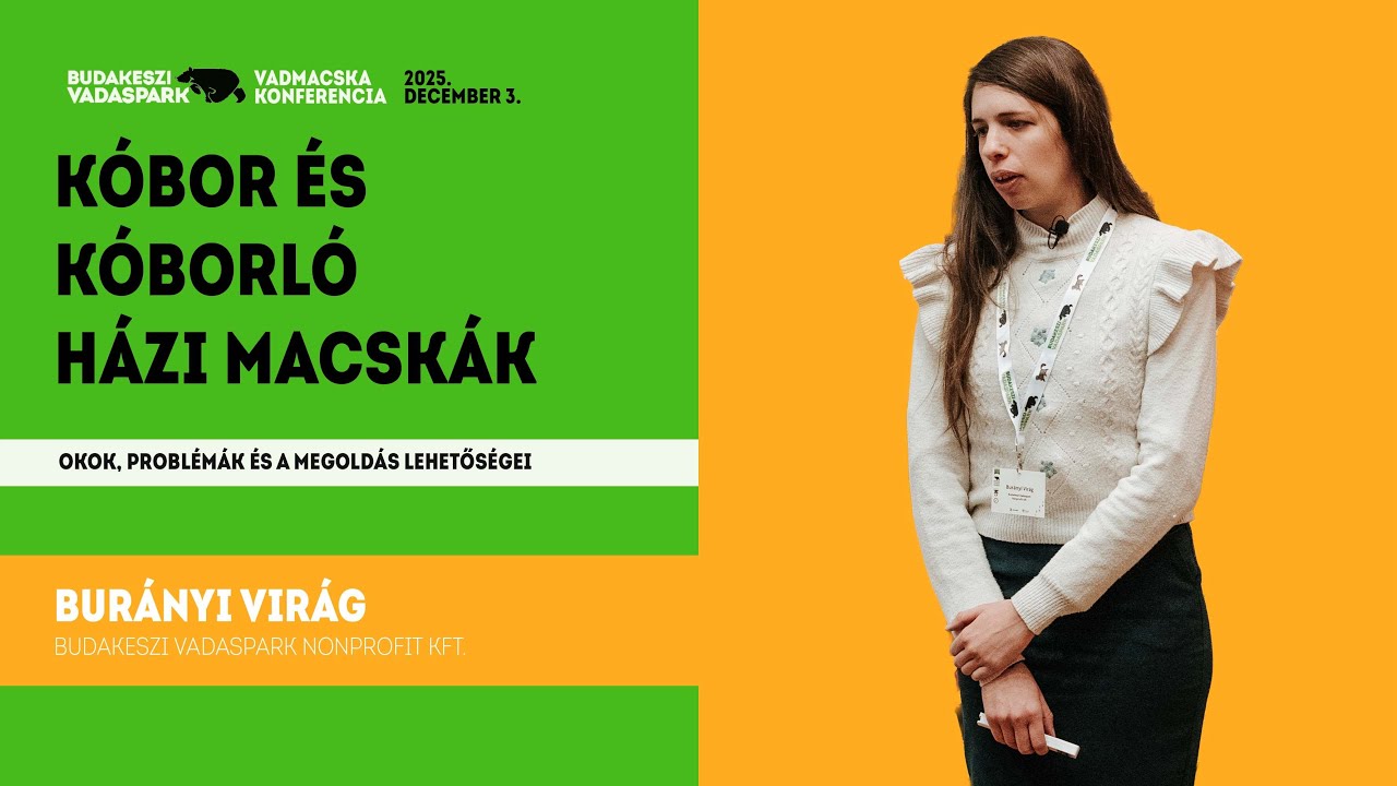 BudakesziVadaspark VadmacskaKonf 20251203 BuranyiVirag 4K mod