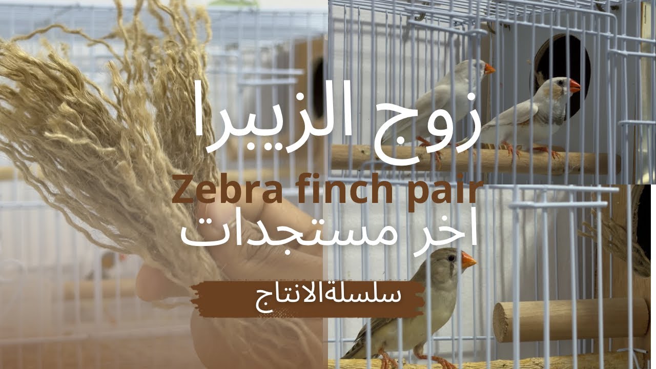 انتاج الزيبرا