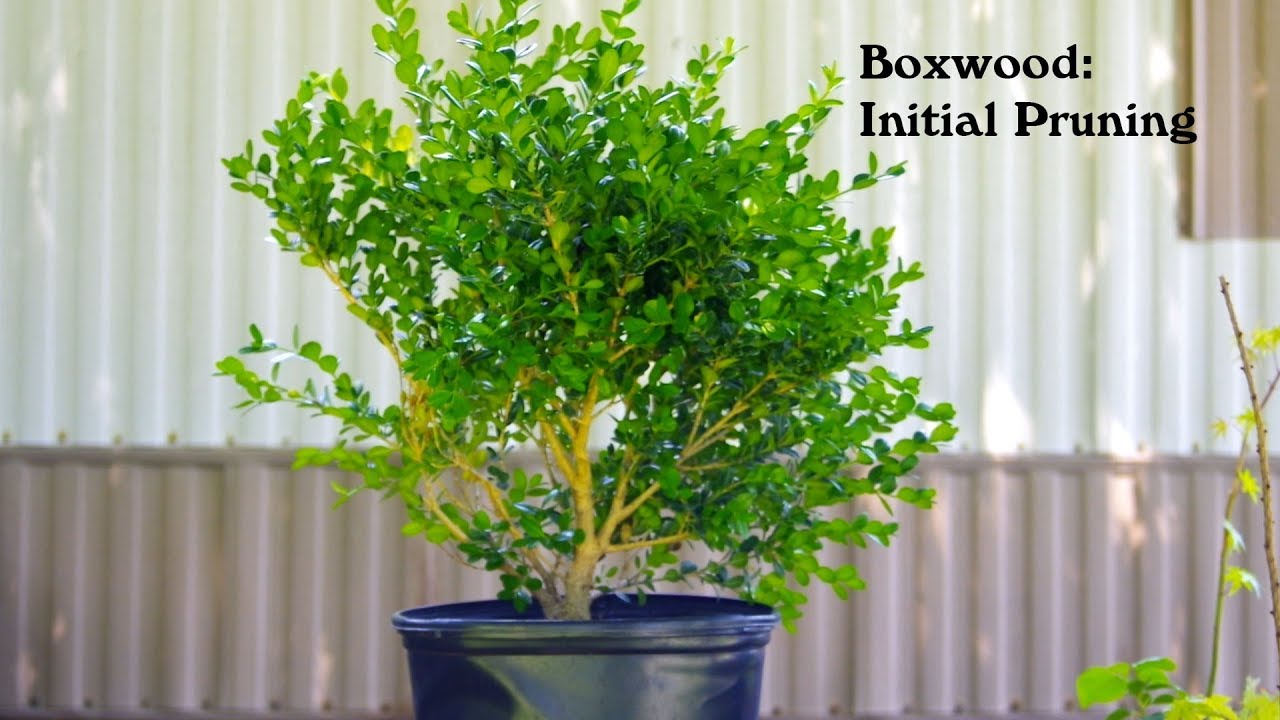 #80 Boxwood: Initial Pruning