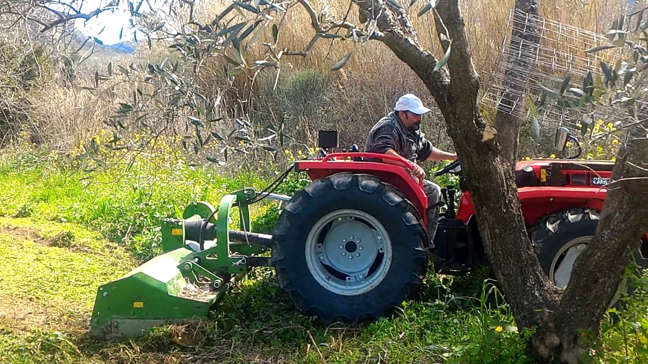 Trinciatura olivi con Carraro TC5800F e trincia Celli Sirio S165