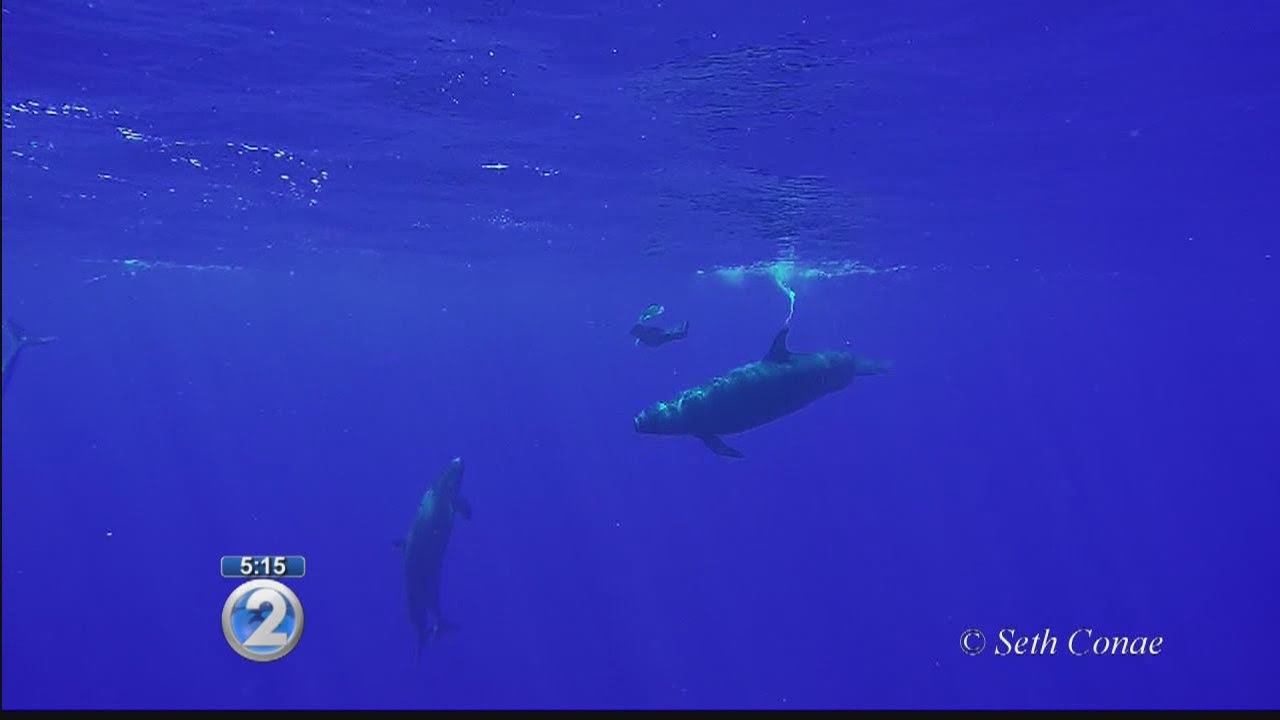 Caught on camera: False killer whales circle, capture prey