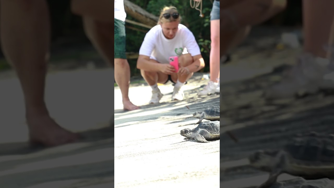 Releasing #turtle back into the ocean in #Bali #goeco #volunteer
