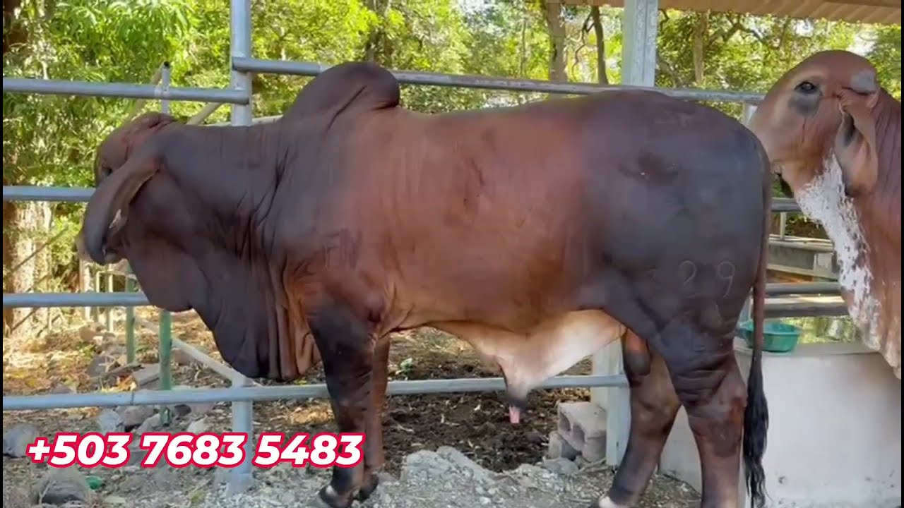 Rancho La Esmeralda Lote de Gyr Lechero de Alta Genética Disponible | EL Salvador en el Campo