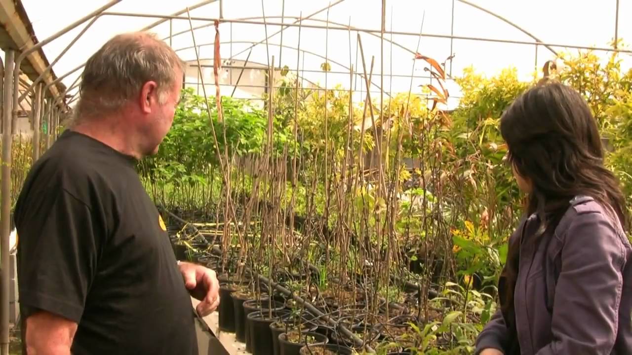 משתלת משה ולך - פרק 1