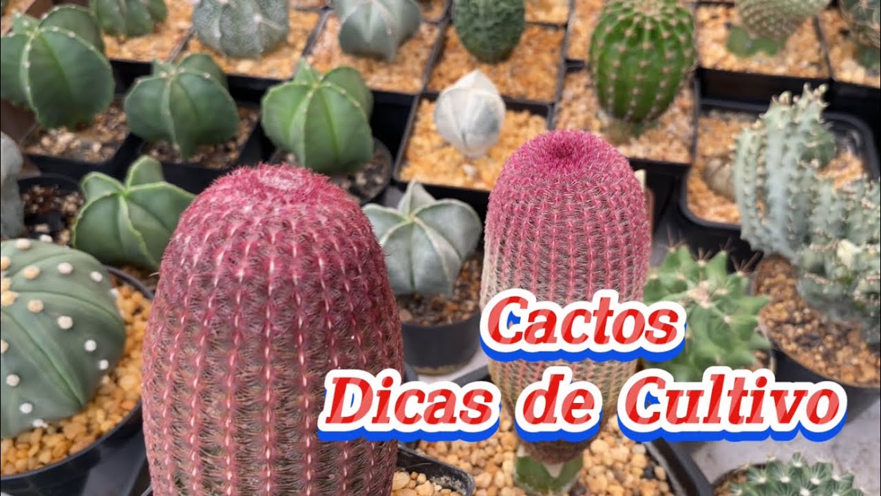 Adubação,Substrato e Rega dos Cactos🌵