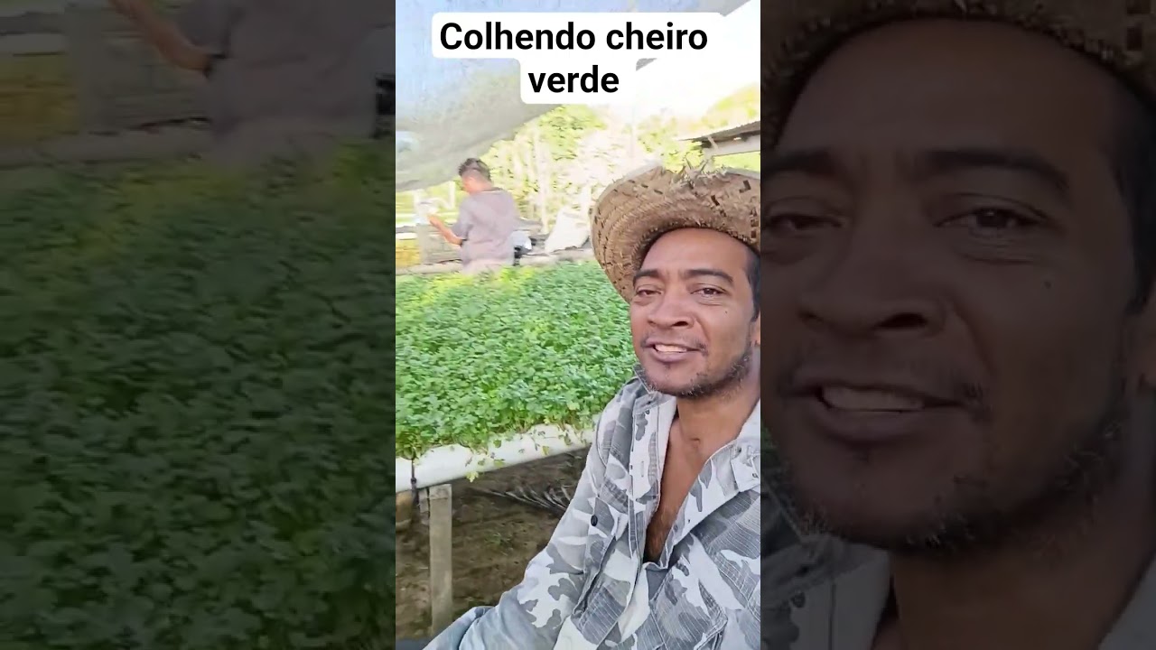 desafio de um cadeirante colhendo cheiro verde #desafio #ro&ccedil;a