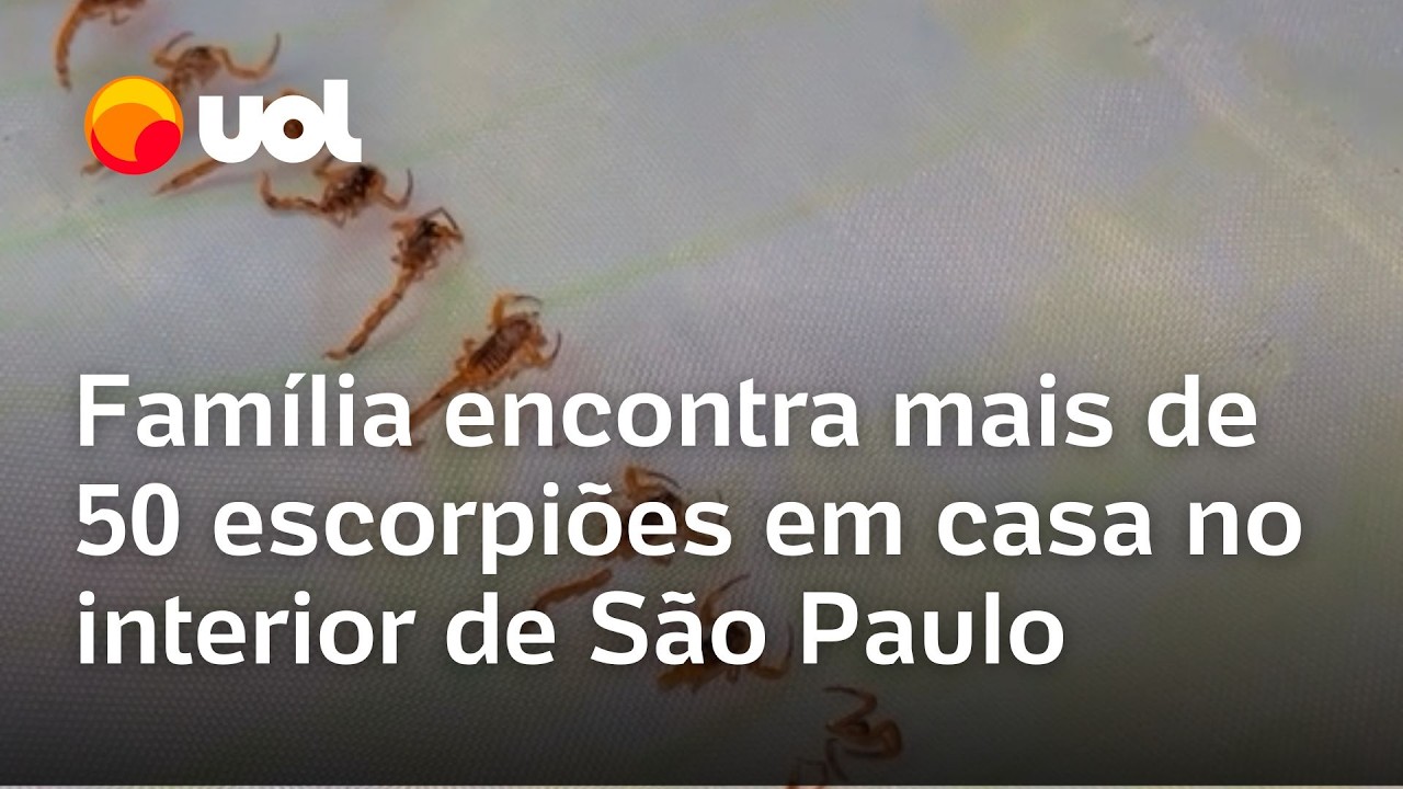 Família encontra mais de 50 escorpiões em casa no interior de São Paulo