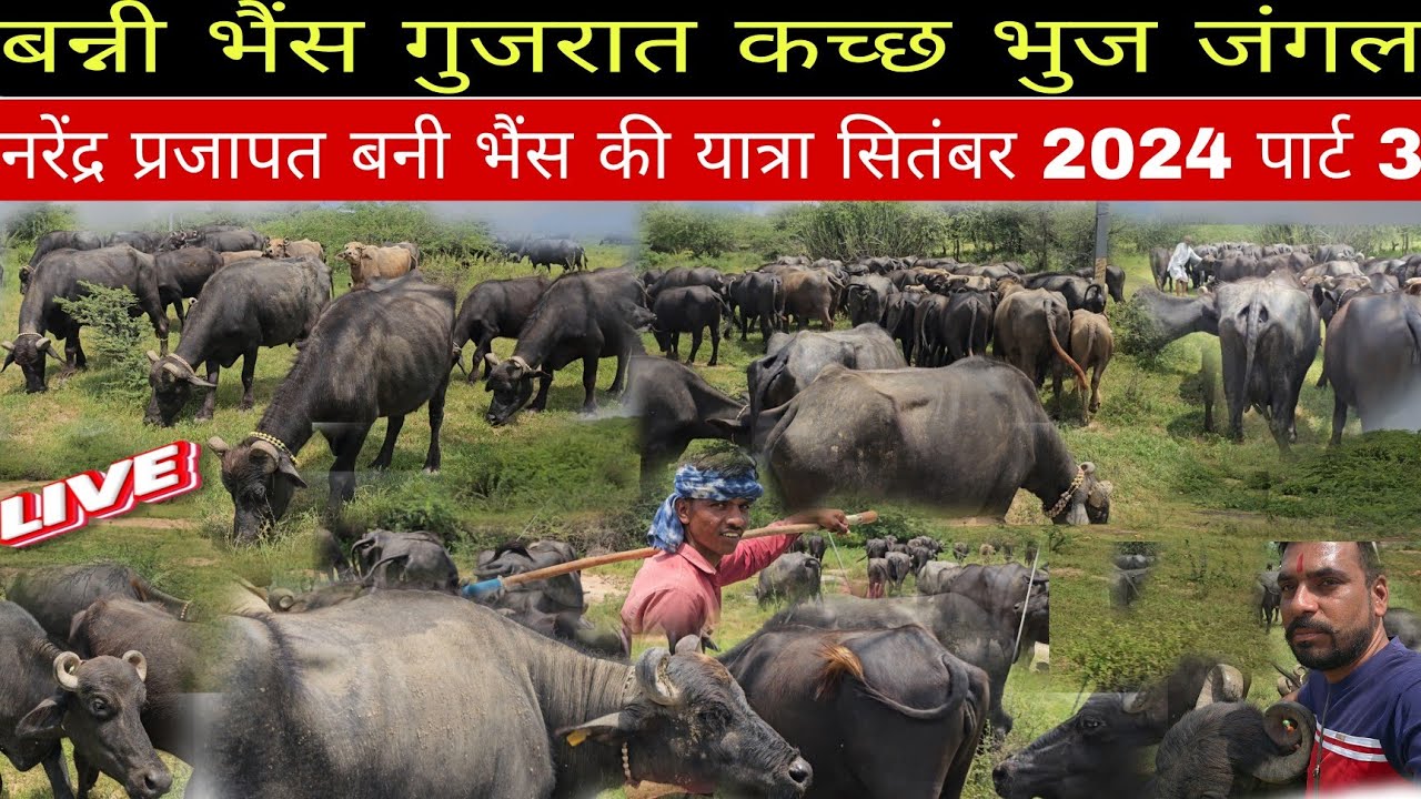 गुजरात के जंगल में #बन्नी_भैंस के झुंड इस तरह रहते हैं | pure bunni buffelo price gujrat dairyyatra