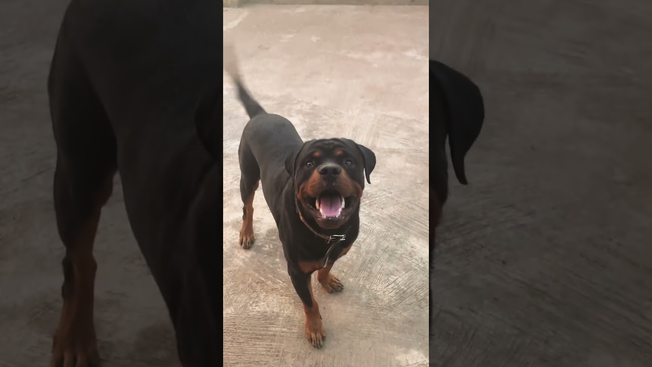 #rottweilerlovers #rottweiler my best friend 🥰❤️