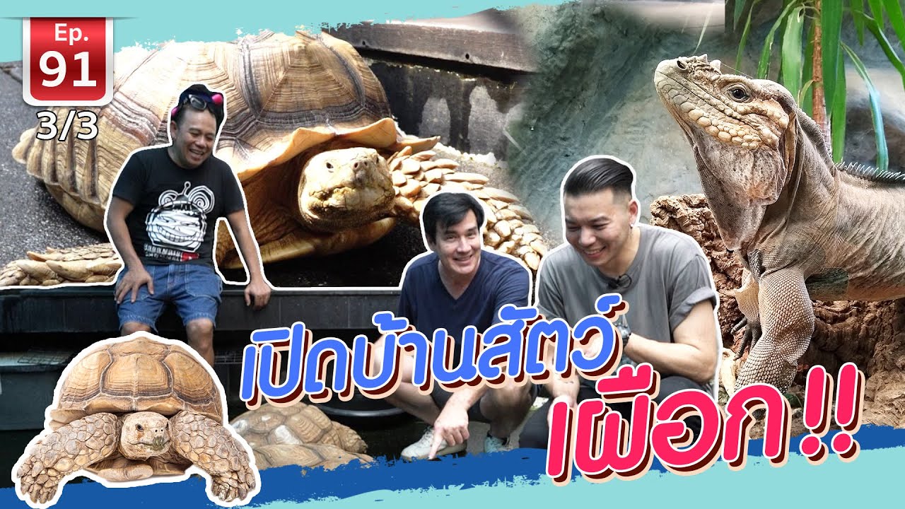 Abino Animal House เปิดบ้านสัตว์เผือก - เพื่อนรักสัตว์เอ้ย EP.91 [3/3]