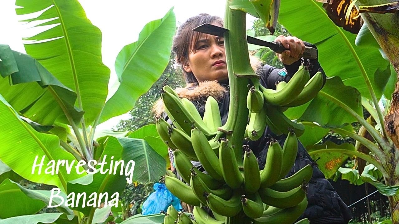 Harvesting Banana Fruit Garden Goes to the market sell - Make salted papaya | Tam