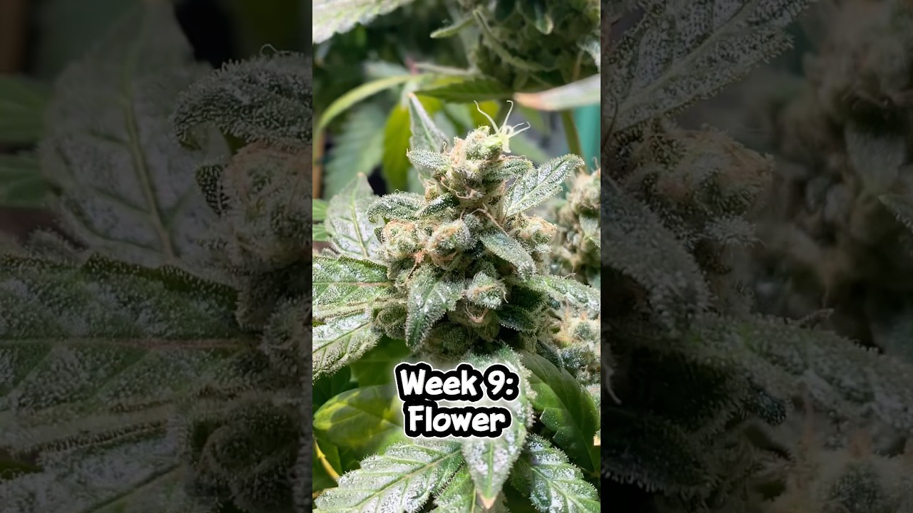 Ethos Genetics and Irie Genetics Grow Tent Update #update #iriegenetics #ethosgenetics #phenohunt